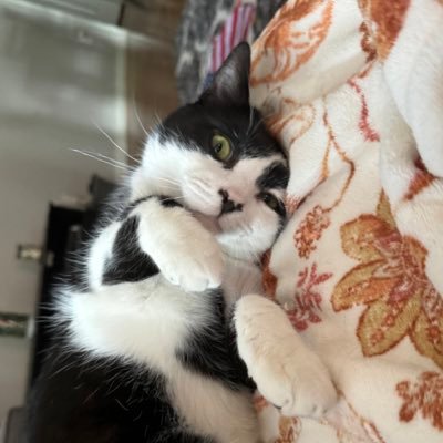 ObviouslySatire's profile picture. h