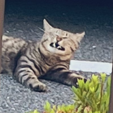 michikusaaa's profile picture. みち草と申します。