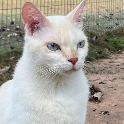 zeimedee's profile picture. my thoughts are random. Gopher.
writes code.Techbro.catdad.