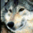 cuqeruq's profile image