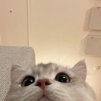 🐱 (@cr__lo0) 's Twitter Profile