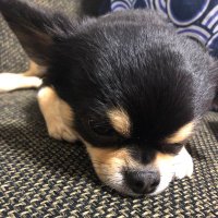たいせ〜 (@zutaaaaaai) 's Twitter Profile