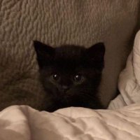 kala. (@inkedsore) 's Twitter Profile