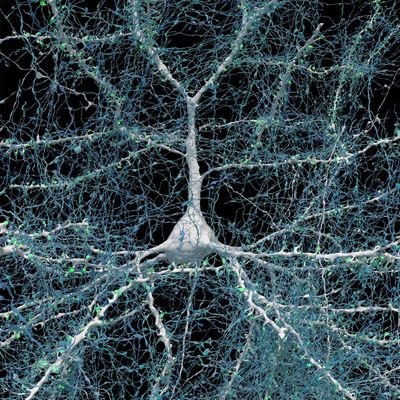 Data scientist |ML Engineer | Neuroscience | AI Researcher