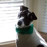 SarcasticGrammy1 (@kellygwynn20730) 's Twitter Profile