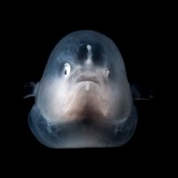 Dr. Jonathan Whitney (@fishwhit) 's Twitter Profile Photo Dr. Jonathan Whitney (@fishwhit) 's Twitter Profile Photo