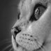 Gwegen Dominig (@dg_dgwegen) Twitter profile photo Gwegen Dominig (@dg_dgwegen) Twitter profile photo
