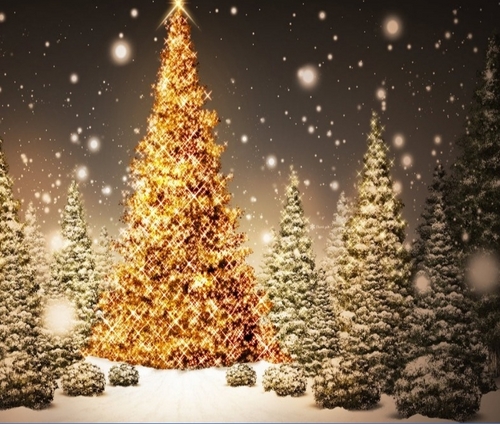 suljujin's profile picture. 