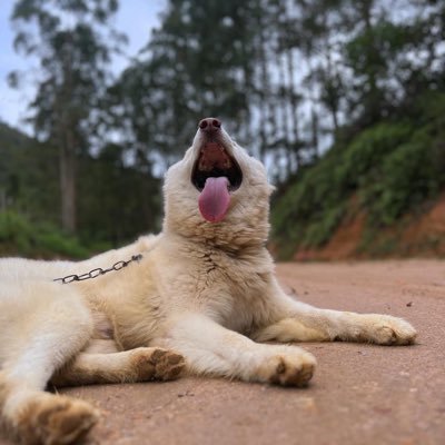 Obsinto's profile picture. .