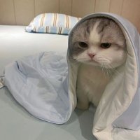 cinggggg (@xctrnixx) 's Twitter Profile