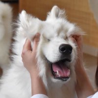 🐒き ゅ 🐒 (@cubicin45pic) 's Twitter Profile