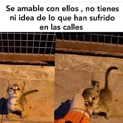 🇪🇨 Tu ne cede malis, sed contra audentior ito
Virgilio