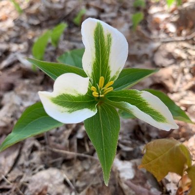 Conor99068441's profile picture. 