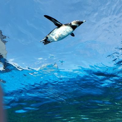 今までの推し(2人)の名前がカタカナ表記で、自分の名前(エリ)もカタカナにこだわってきた   
だから超特急に出会ったのは運命だと思ってる🔰🩵💙𓈒𓏸  (だいぶんいい大人)   /  最近スパドラ楽しい