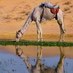 محددة الجمل (@mhddt_aljml) Twitter profile photo محددة الجمل (@mhddt_aljml) Twitter profile photo