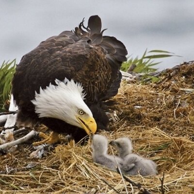 EL NIDO DEL ÁGUILA (@jordiquincoces) / Twitter