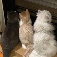 シルくぅ (@kuu_tyan222) 's Twitter Profile