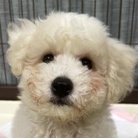ビションフリーゼのきり (@kiriblitz) 's Twitter Profile