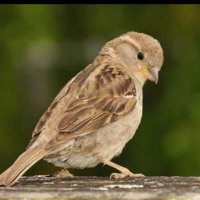Speug (@alexandrin66081) 's Twitter Profile
