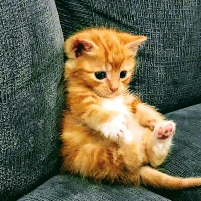 RT9454121680409's profile picture. 不具合が多いので念の為に作っておきました
どうぞ宜しくお願い致します

1⃣@D8uuLnshTBxtrBd    2️⃣@kqWdKaNm6e5PPDB
3️⃣@RT9454121680409
#SkyFamDrive @skyflood__ #DinastiaMilenials 🩷花🌼詩・言の葉☘️…