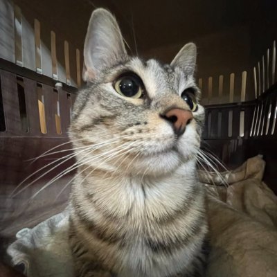 allyvbucklord's profile picture. 