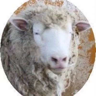 mokomoko_youmou's profile picture. 羊毛フェルトサークル「こころもこ」です🐑　　サッポロモノヴィレッジ2025秋　ありがとうございました❣️