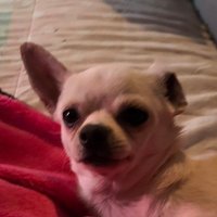 Frank Spry (@paulspry376361) 's Twitter Profile