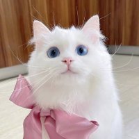 sn♩ (@adore_u_m) 's Twitter Profile