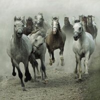 Horses Resources(@HorsesResources) 's Twitter Profile Photo