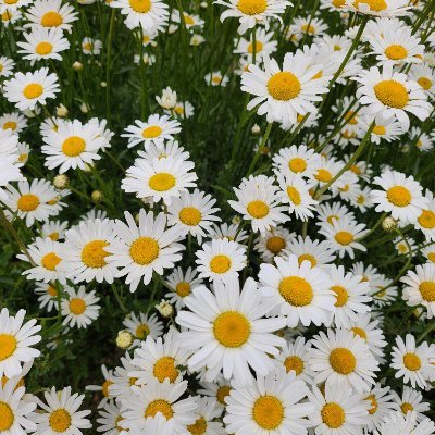 Choco_mina4848's profile picture. Fan de Musique
Cherche places pour Chappell Roan 😭