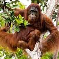 CVS Borneo 2024 (@cvsborneo24) 's Twitter Profile Photo