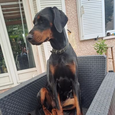 Kal1n0x's profile picture. Orphan since late july25-please forgive me im in pain. --Pentest Expert of Networks and Information Systems - Binary Analyst and Low Level Specialist.