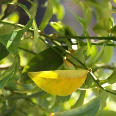 YellowTester2's profile picture. 