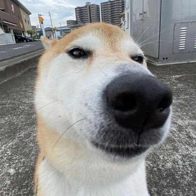 Deenyupii's profile picture. 