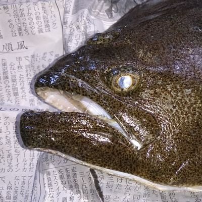 johnny_sn1's profile picture. 「魔改造の夜」ワニちゃん水鉄砲バースデーケーキろうそく消しの回に出場
最近はキャノン式水鉄砲ばかり作ってました