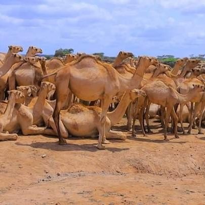 SamanS27823's profile picture. 