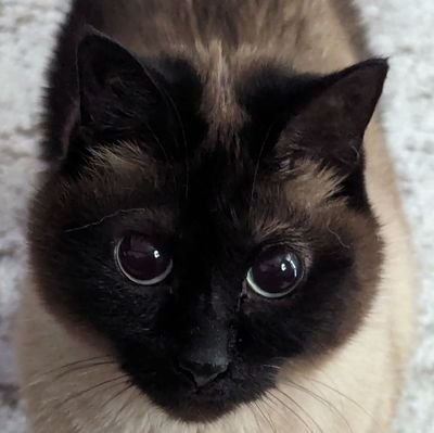her name is panda | I have 2 other cats that I post too | pandacord! https://t.co/OsVb3mgM9W