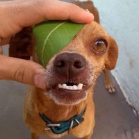 Lehlohonolo (@lehloho54216333) 's Twitter Profile