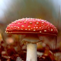 Mushroom Thang (@stinkhornpress) 's Twitter Profile