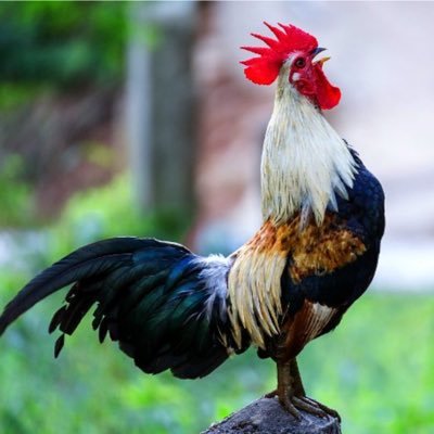 TioHank331's profile picture. 