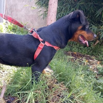 Velli9060's profile picture. Avid dog breeder,passionate biker