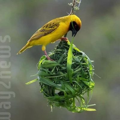 Anuhya13637272's profile picture. 