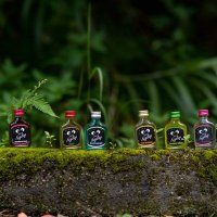 ネルソンカトーリカルテ or ペトロプテリクス･フクイエンシス or カモミール･ラッセン (@kaoru_zaoldyeck) 's Twitter Profile Photo