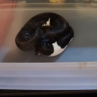 BarnesExotics's profile picture. Small town Family owned reptiles hobbyist. Love what we do. We have quality show bps,  and chameleons, red tail, dogs, rats, asf, mice, and a viper boa.