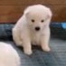 บ้บ (@dogonboo) Twitter profile photo บ้บ (@dogonboo) Twitter profile photo