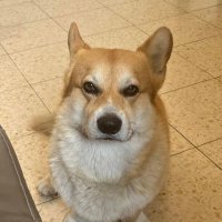 Corgi_loversunit (@corgiloversunit) 's Twitter Profile
