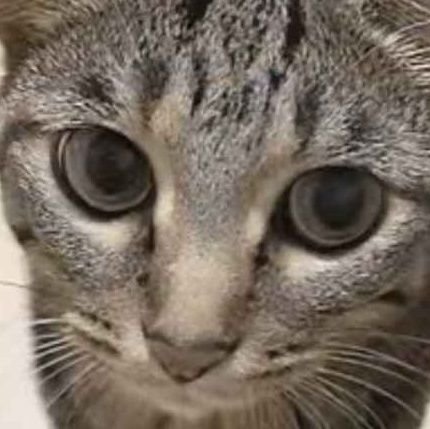 GooseTheOrange's profile picture. stupid mf