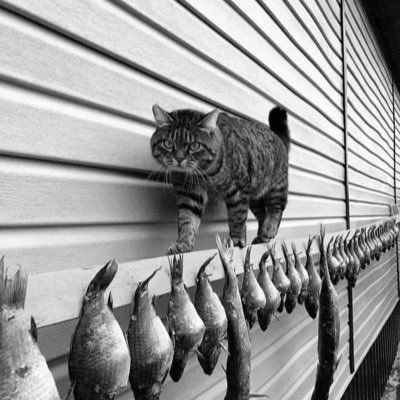 luisarturo_1's profile picture. Guitarra Clásica, Duo Allegro Assai, Trio Les Jouets Du Prince, Ventiquattro Corde, Tetracorde Guitar Quartet