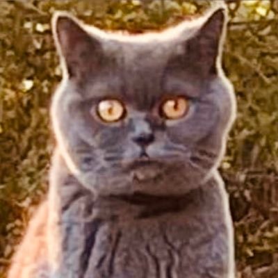 Philip Lewis age 73 retired, I am a Democrat socialist and trade unionist ;member of your party 🇵🇸No DM Please🇵🇸