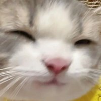 猫画像収集bot (@724_i537) 's Twitter Profile